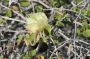 Baja05 - 260 * Flower of the desert cotton plant